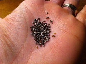 Chia Seeds